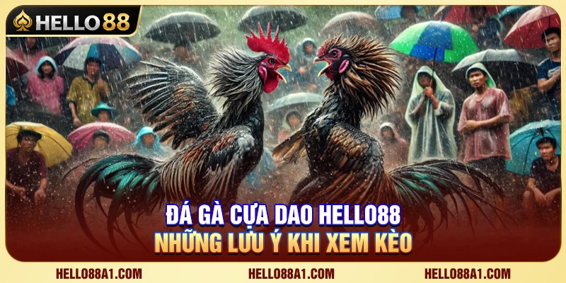 Đá Gà Cựa Dao Hello88 – Những Lưu Ý Khi Xem Kèo