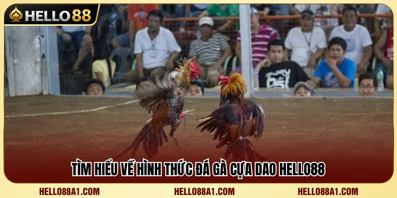 Khám phá sức hấp dẫn của đá gà cựa dao Hello88 