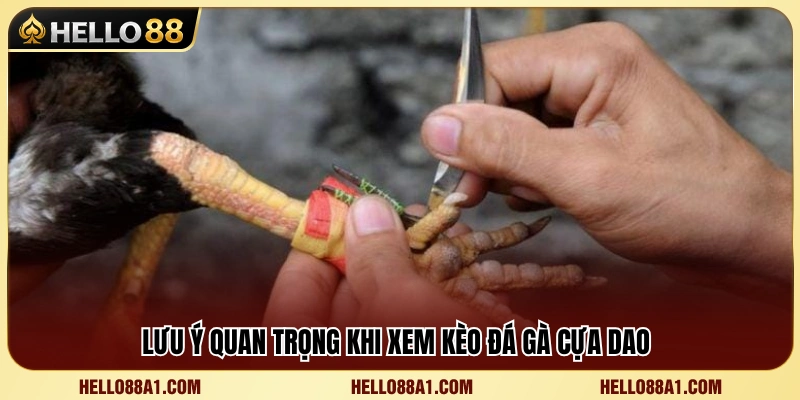 Các yếu tố cần quan sát trước khi phân tích kèo 