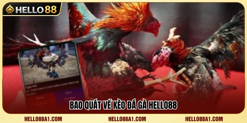 Tìm hiểu hệ thống kèo đá gà Hello88