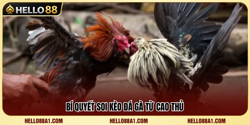 Kinh nghiệm soi kèo đá gà hiệu quả